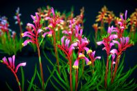Flower_Anigozanthos manglesii Kangaroo Paw