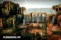 Flowering ivy