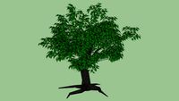 Bodhi Tree - Very Detaild 3D