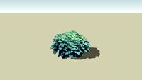 Stinging Nettle