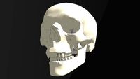 Skull (Accurate)