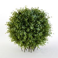 Bush short-haired in the form of a sphere (Pere fill)