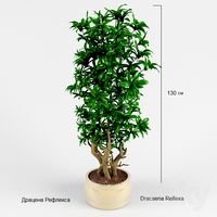 Dracaena Reflex