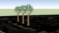 palmeras