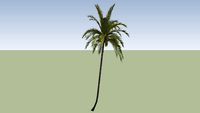Coconut Palm (Cocos nucifera)