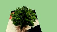 Tree at University of Copenhagen courtyard