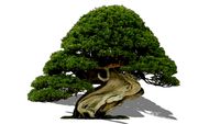Bonsai (Juniperus chinensis) Bonsai juniper