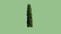 Pencil Point Juniper