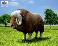 Muskox (Ovibos Moschatus)3d model