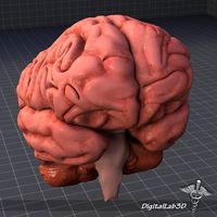 Human Brain3d model