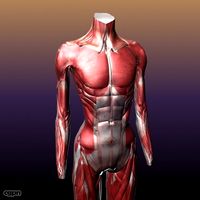 Muscular System of a Human3d model