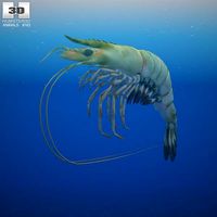 Giant Tiger Prawn3d model