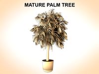 Mature Palm3d model