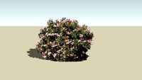 Bush 1