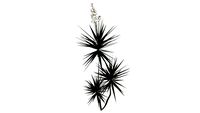 Yucca