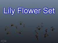 Lily Flower Set 0013d model