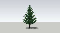 Norfolk Island pine
