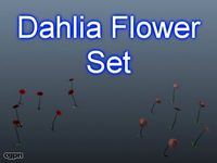 Dahlia Flower Set 0013d model