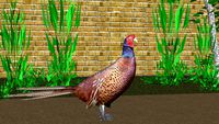 Common Pheasant- Phasianus colchicus
