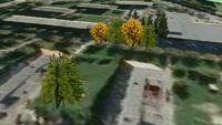 Trinec - trees - 38