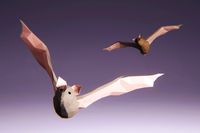 Low Poly Mammal: Bat