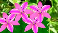 Pink lilies
