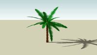 Date Palm