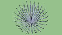 SPINY AGAVE