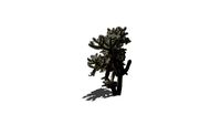 2D Teddybear Cholla (Shadow)