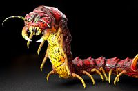 Scolopendra