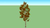baum