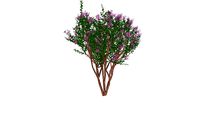 3D Landscape Tree - Lagerstroemia indica x fauriei 'Muskogee' Crape Myrtle