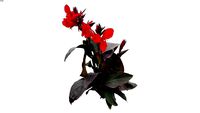Canna Indica Black Knight 2D follow me