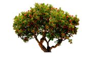 Punica granatum - Vieux tronc