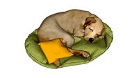 DOG, PERRO, CANINO.