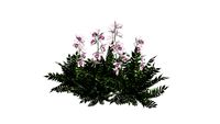 Plant - Rumput Bunga