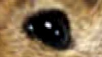 Gerbil Home
