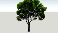 Sebatang Pohon / Pohon / Tree