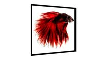 Quadro Peixe Beta - Galeria9, por Ivo Tunchel