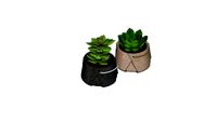 Decor Cachepos com Suculentas