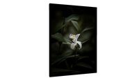 Quadro Minha única flor - Galeria9, por DANIEL GUEDES MACIEL
