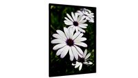 Quadro Flores brancas - Galeria9, por Martiniano Ferraz