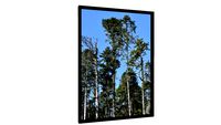 Quadro Floresta em cores - Galeria9, por Martiniano Ferraz