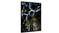 Quadro Sombra da floresta - Galeria9, por Martiniano Ferraz