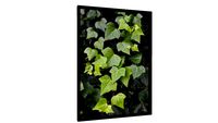 Quadro Nuances de verde - Galeria9, por Martiniano Ferraz