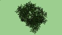 BROADLEAF TREE 4