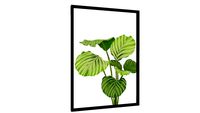 Quadro Calathea Orbifolia - Galeria9, por Isabela Quintes