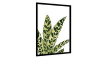 Quadro Calathea Lancifolia - Galeria9, por Isabela Quintes