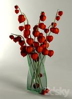 Physalis