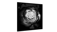 Quadro Única rosa (PB) - Galeria9, por Martiniano Ferraz